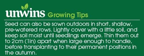 Foxglove Excelsior Mix Seeds Unwins Growing Tips